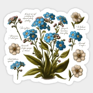 Vintage Forget me not Botanical Sticker